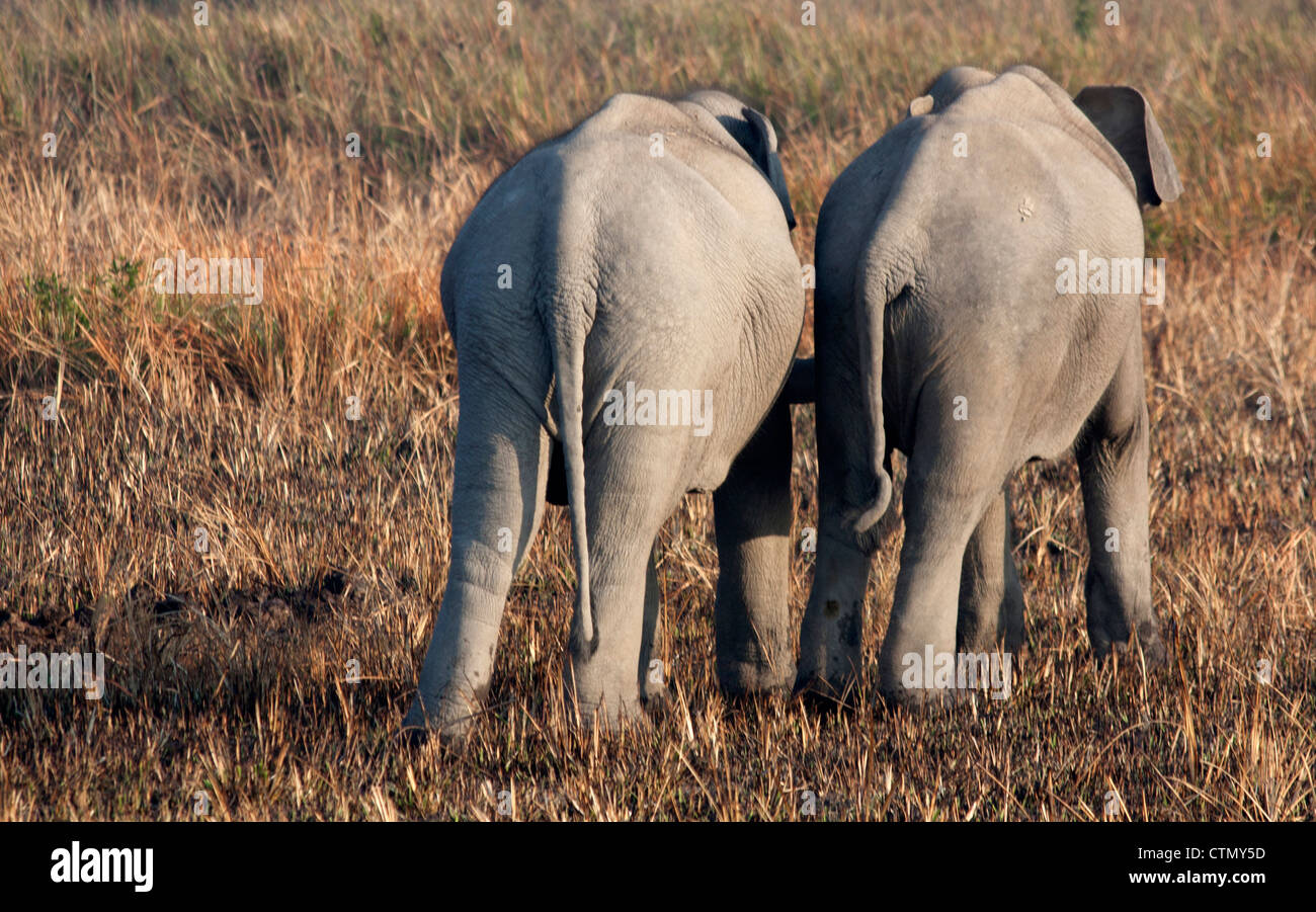 Junge Elefanten, Kaziranga Nationalpark, Bundesstaat Assam, Indien Stockfoto