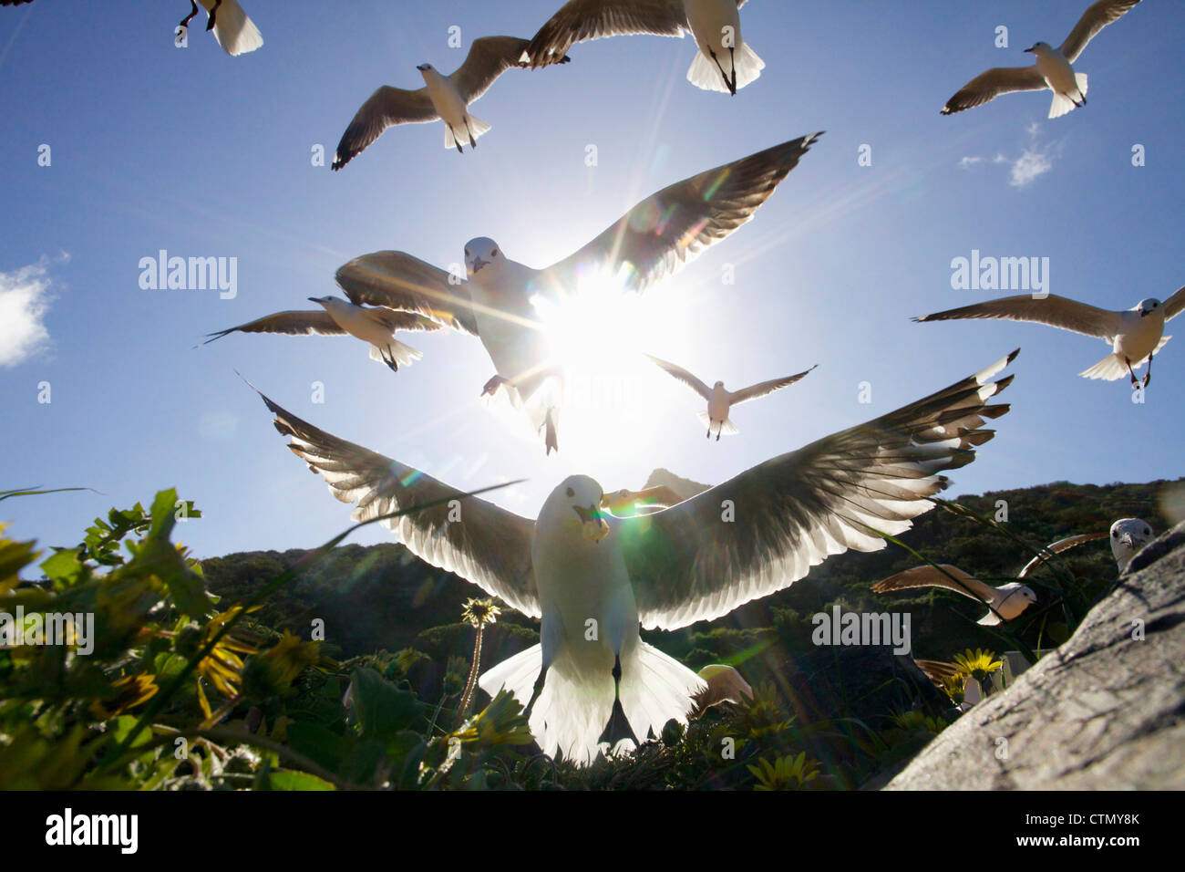 Hartlaub Möwen fliegen, Hout Bay, Western Cape, Südafrika Stockfoto