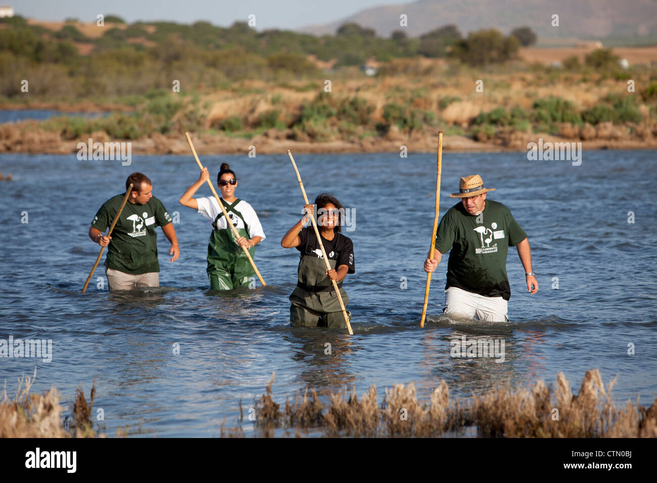 Freiwillige Rückkehr zum Ufer, nach Unterstützung der Tierärzte und Biologen Ring Flamingos in der Lagune Stockfoto
