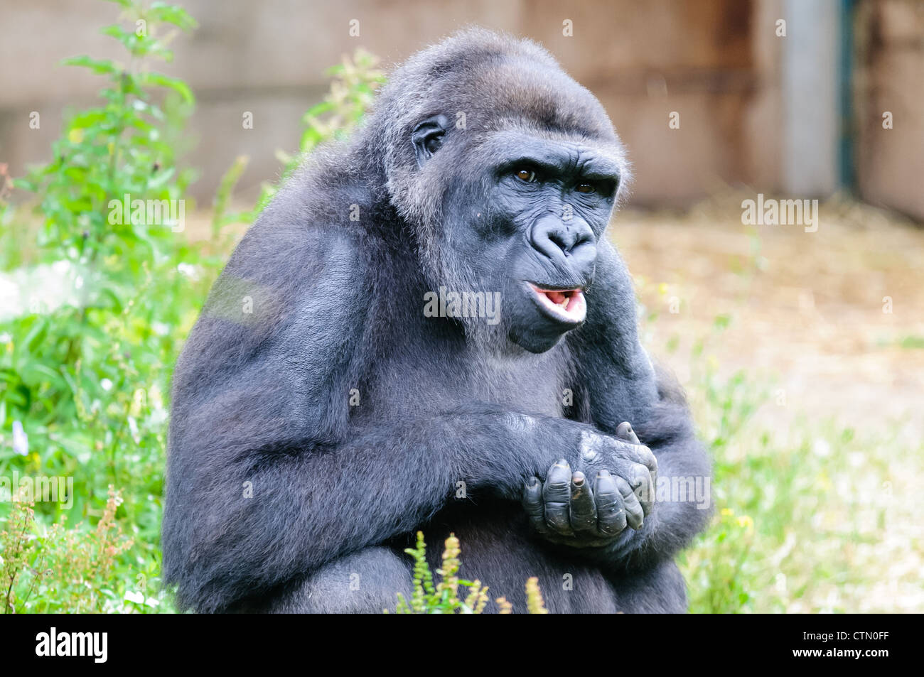 Ein Flachlandgorilla klatscht in seine Hände genommen im Zoo von Bristol. Stockfoto