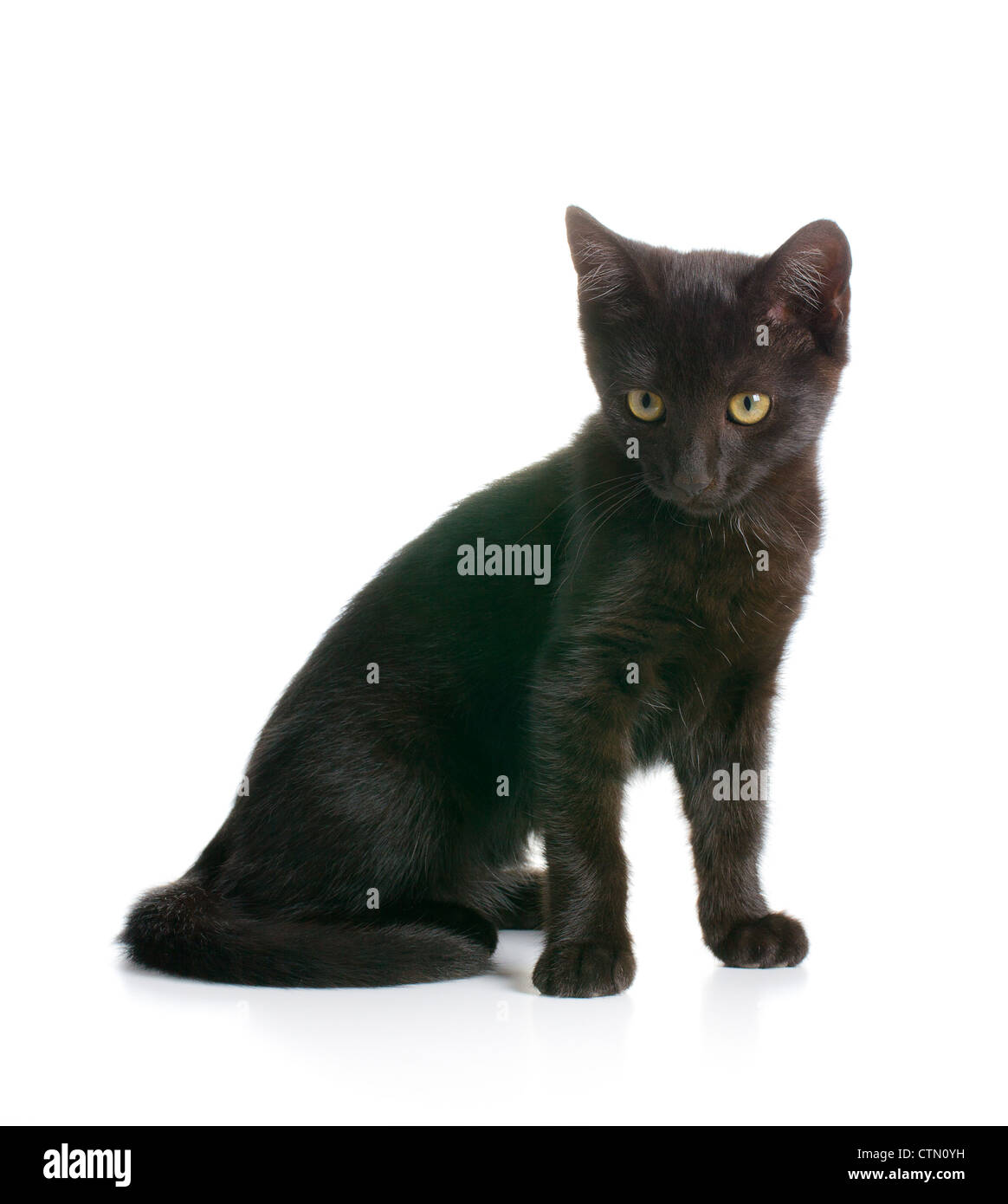 schwarzen Kitty auf weißem Hintergrund Stockfoto