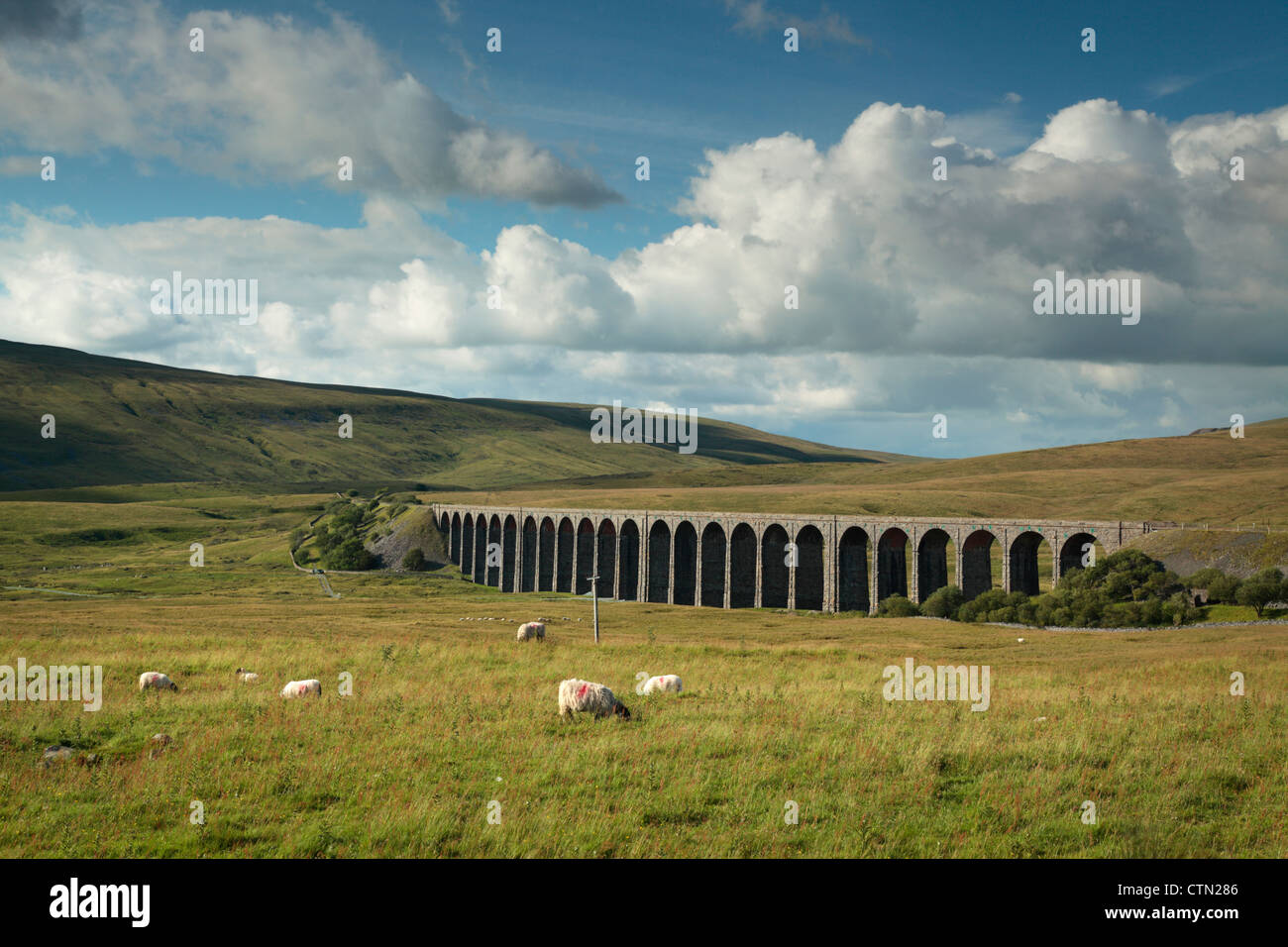 Schafe weiden vor Ribblehead-Viadukt in der Yorkshire Dales of England Stockfoto