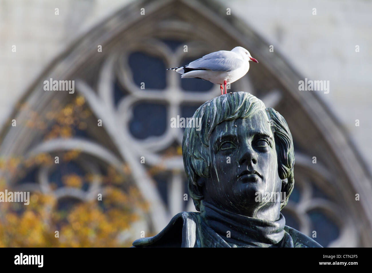 Rot-billed Gull hocken auf Statue von Robbie Burns, Dunedin Neuseeland 2 Stockfoto