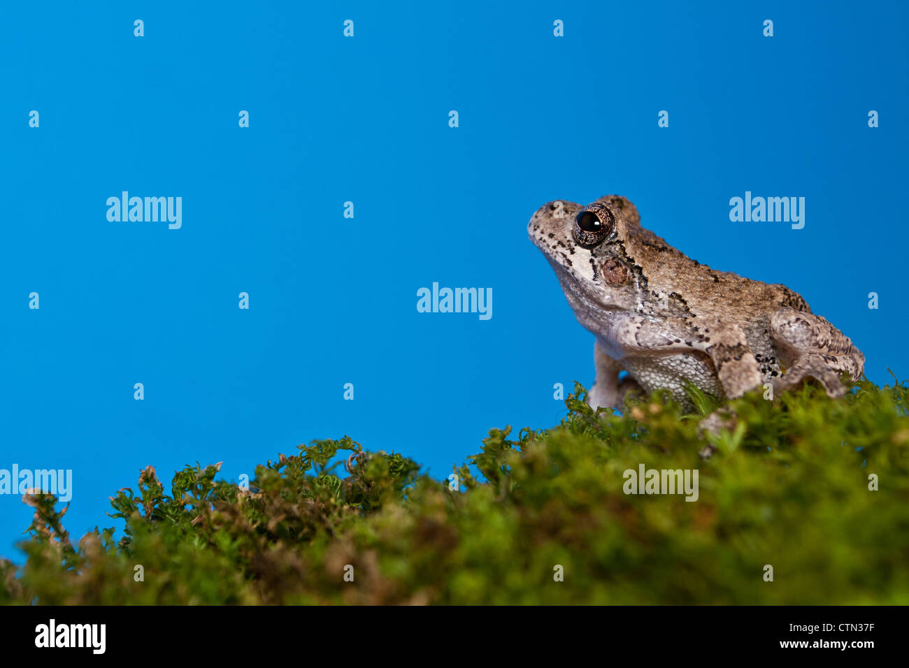 Gray Treefrog (Hyla versicolor) Stockfoto
