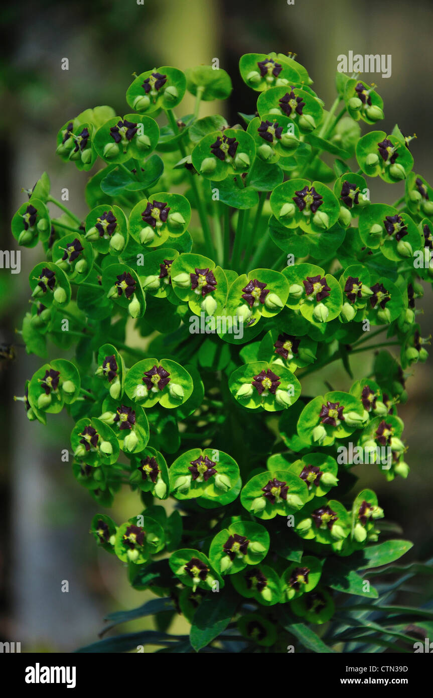Euphorbia Wulfenii "Humpty Dumpty" Dorset, UK Mai 2010 Stockfoto