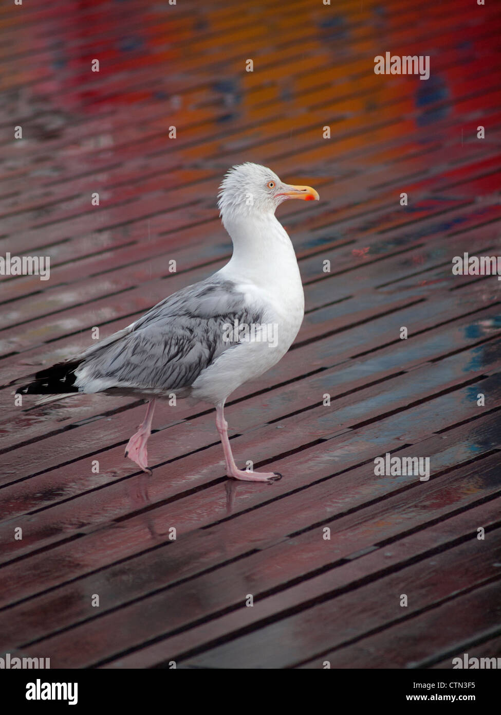 Eine Möwe Spaziergänge durch den Regen am Pier von Brighton. Stockfoto