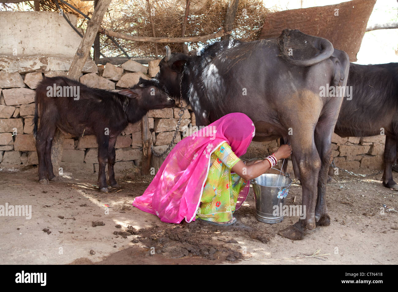Indische Frau Melken Büffel im ländlichen Rajasthan Stockfoto