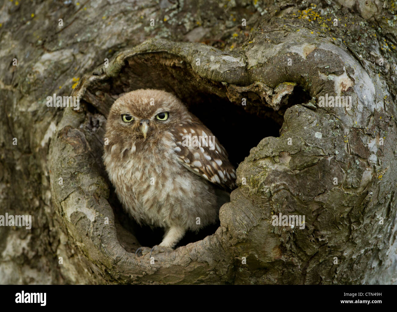 Steinkauz thront in einer Baumhöhle. Stockfoto