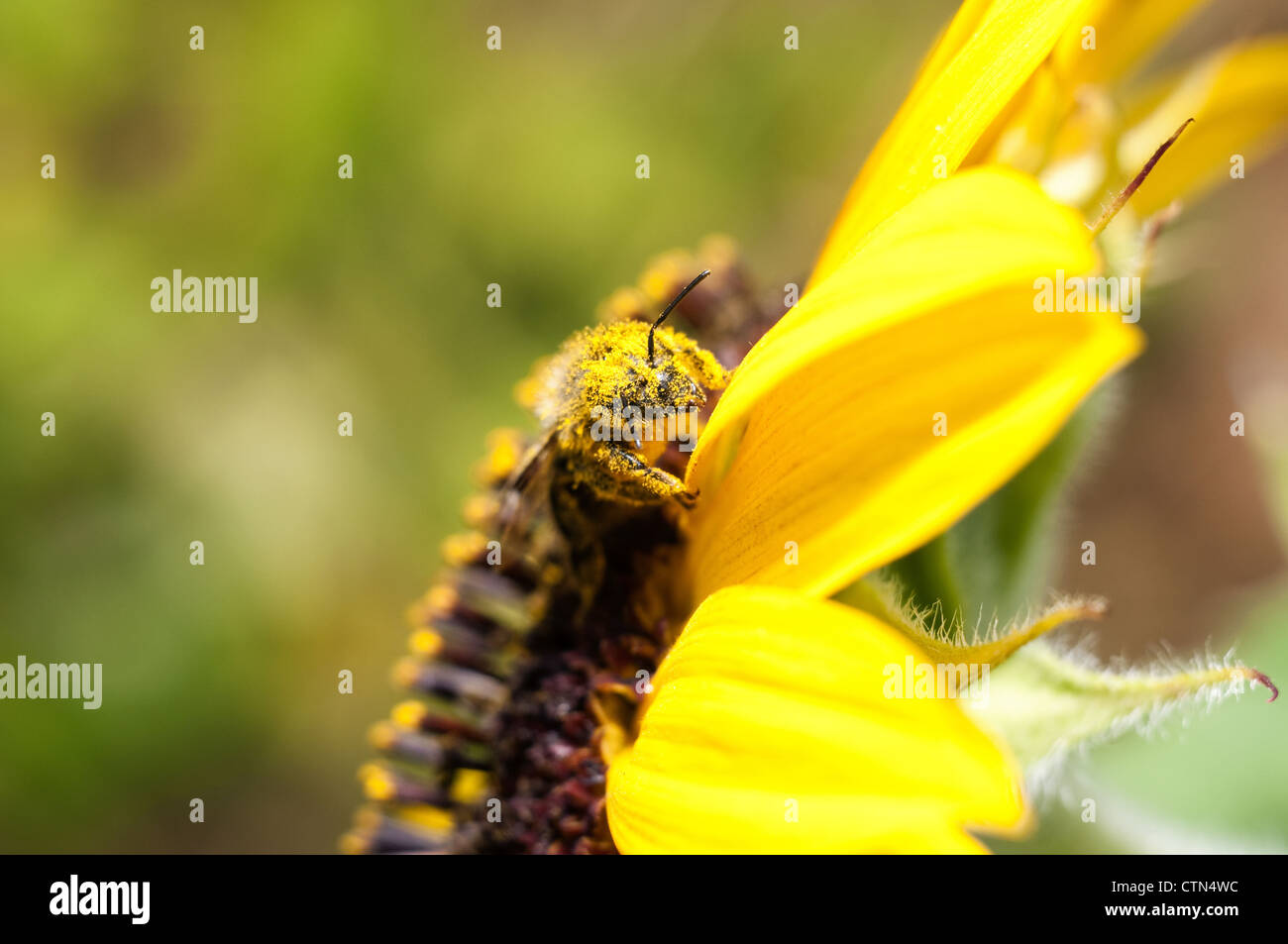 Makro Fotos Bienen, die auf die Sonnenblume befindet Stockfoto