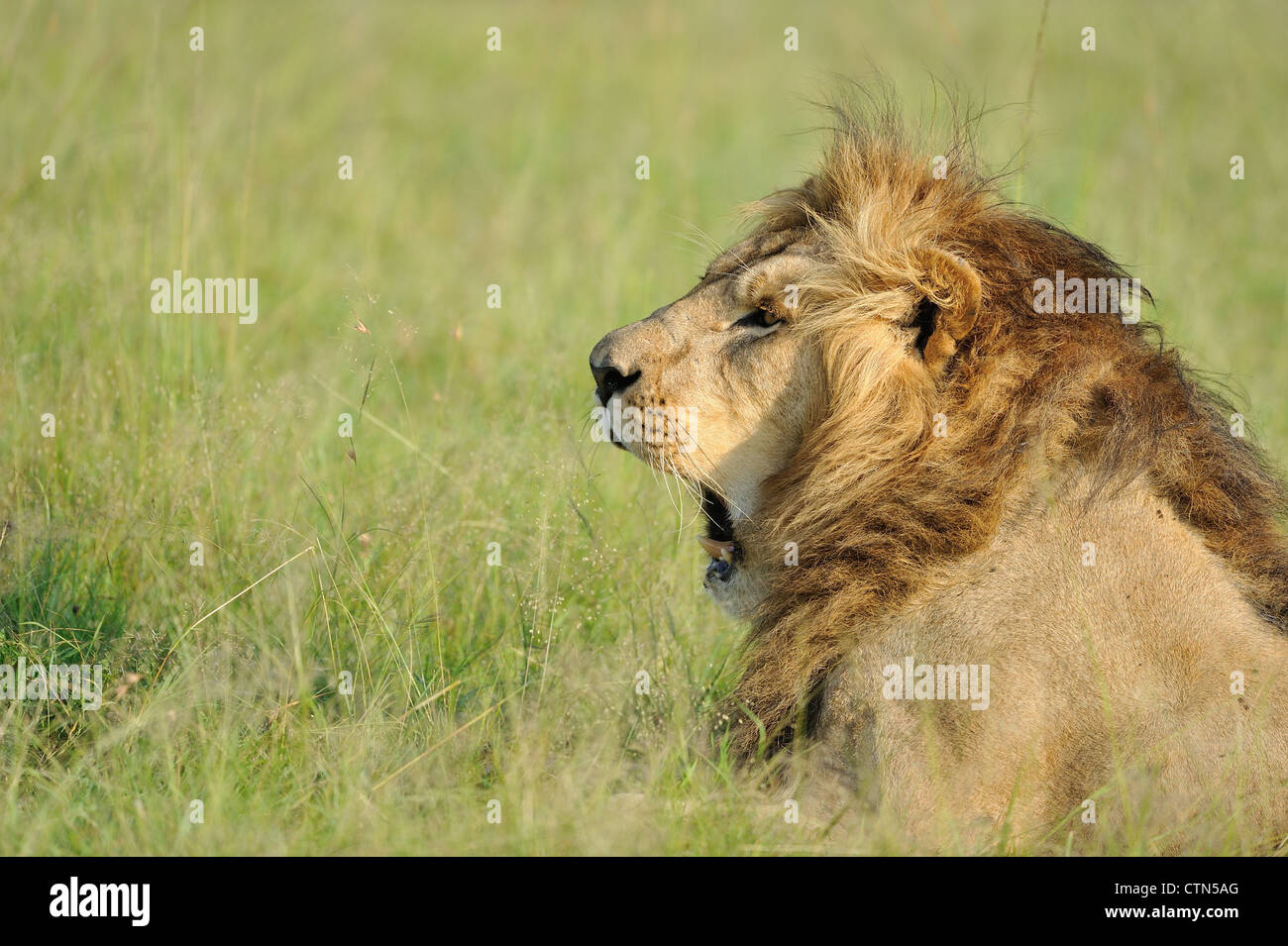 East African Lion - Massai Löwe (Panthera Leo Nubica) männlichen gähnende Masai Mara - Kenia - Ostafrika Stockfoto