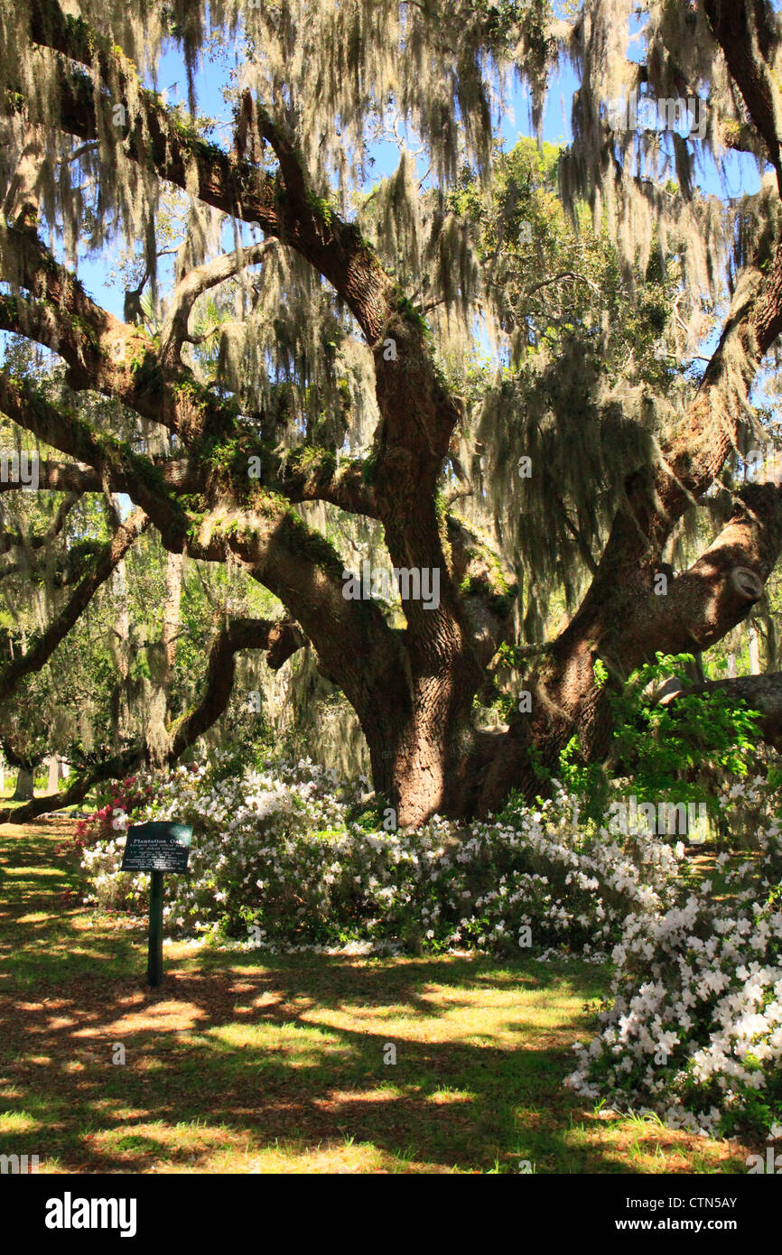 Plantation Eiche, historischen Stadtteil, Jekyll Island, Georgia, USA Stockfoto