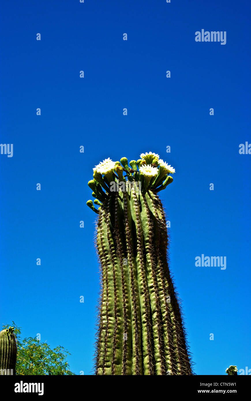 Saguaro-Kaktus in Blüte am Desert Botanical Garden Stockfoto