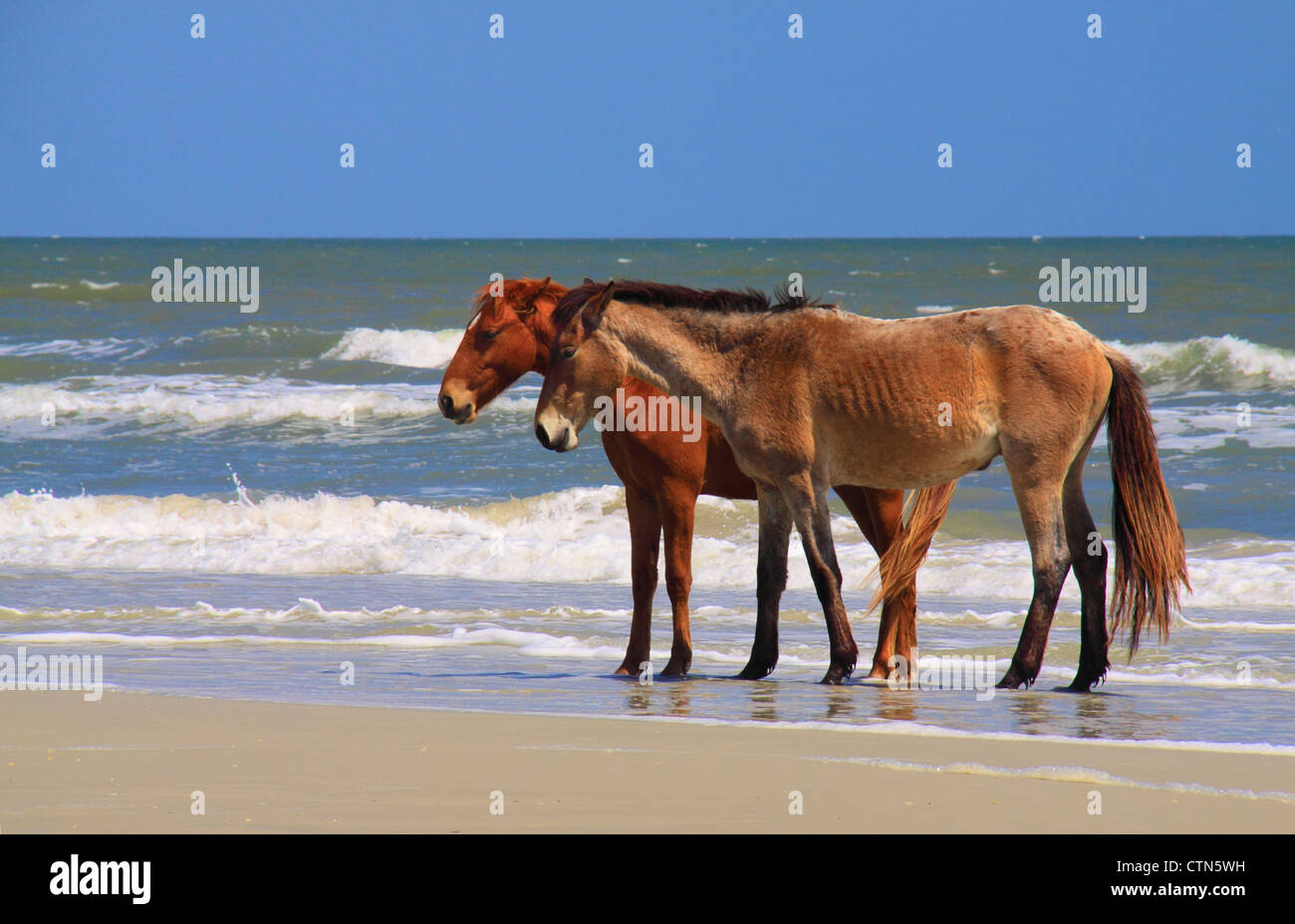 Wilde Pferde am südlichen Strand; Cumberland Island National Seashore; Georgien; USA Stockfoto