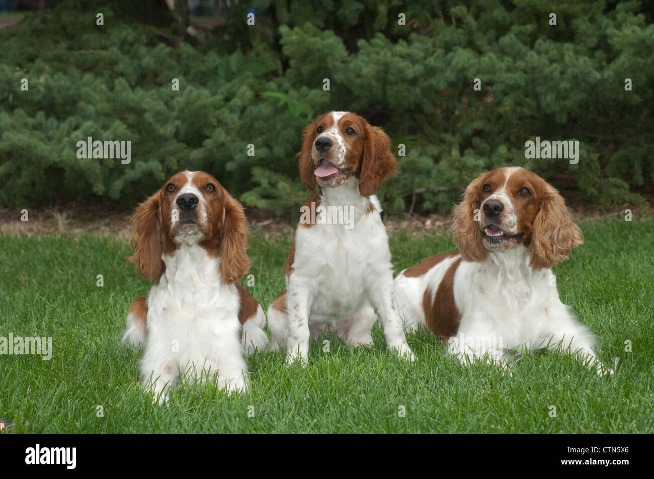 Drei Springer Spaniels in Rasen Stockfoto