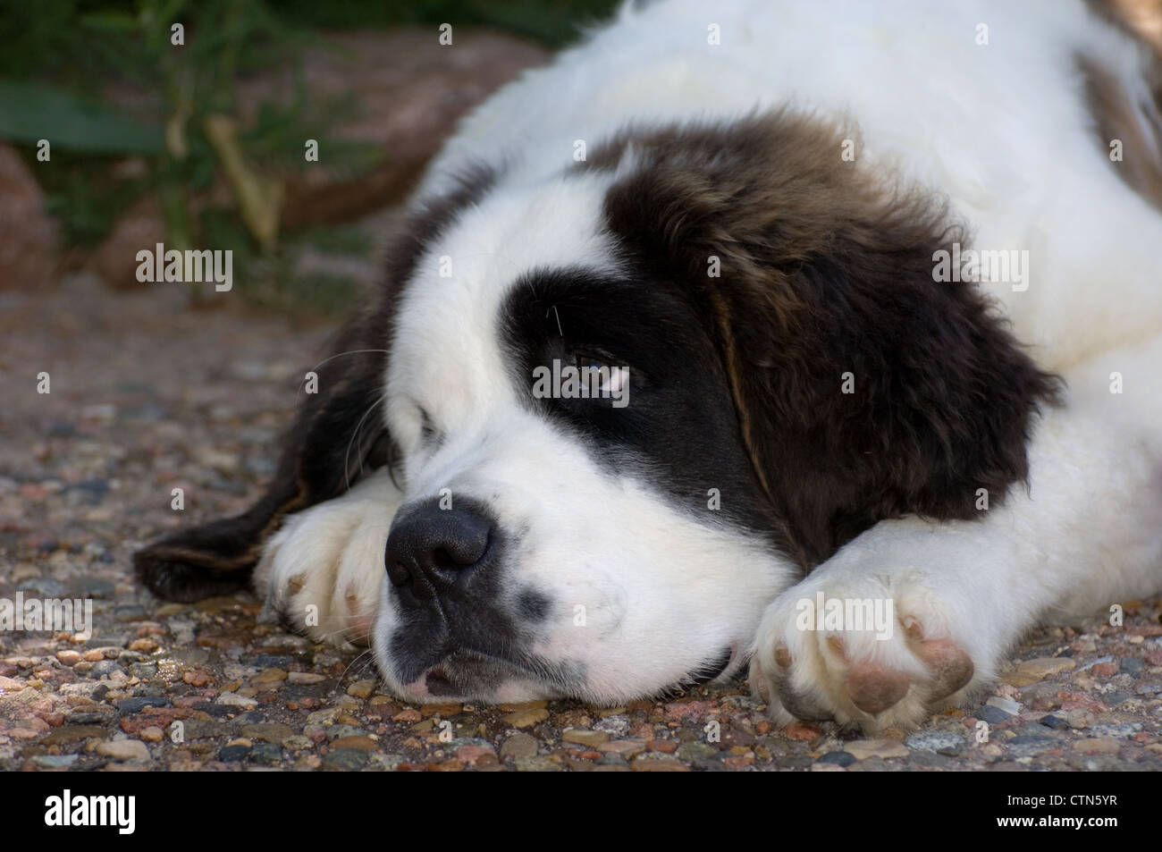 St. Bernard-Kopfschuss Stockfoto