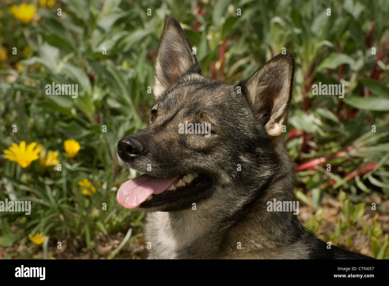 Schwedischer Wallhund-Kopfschuss Stockfoto