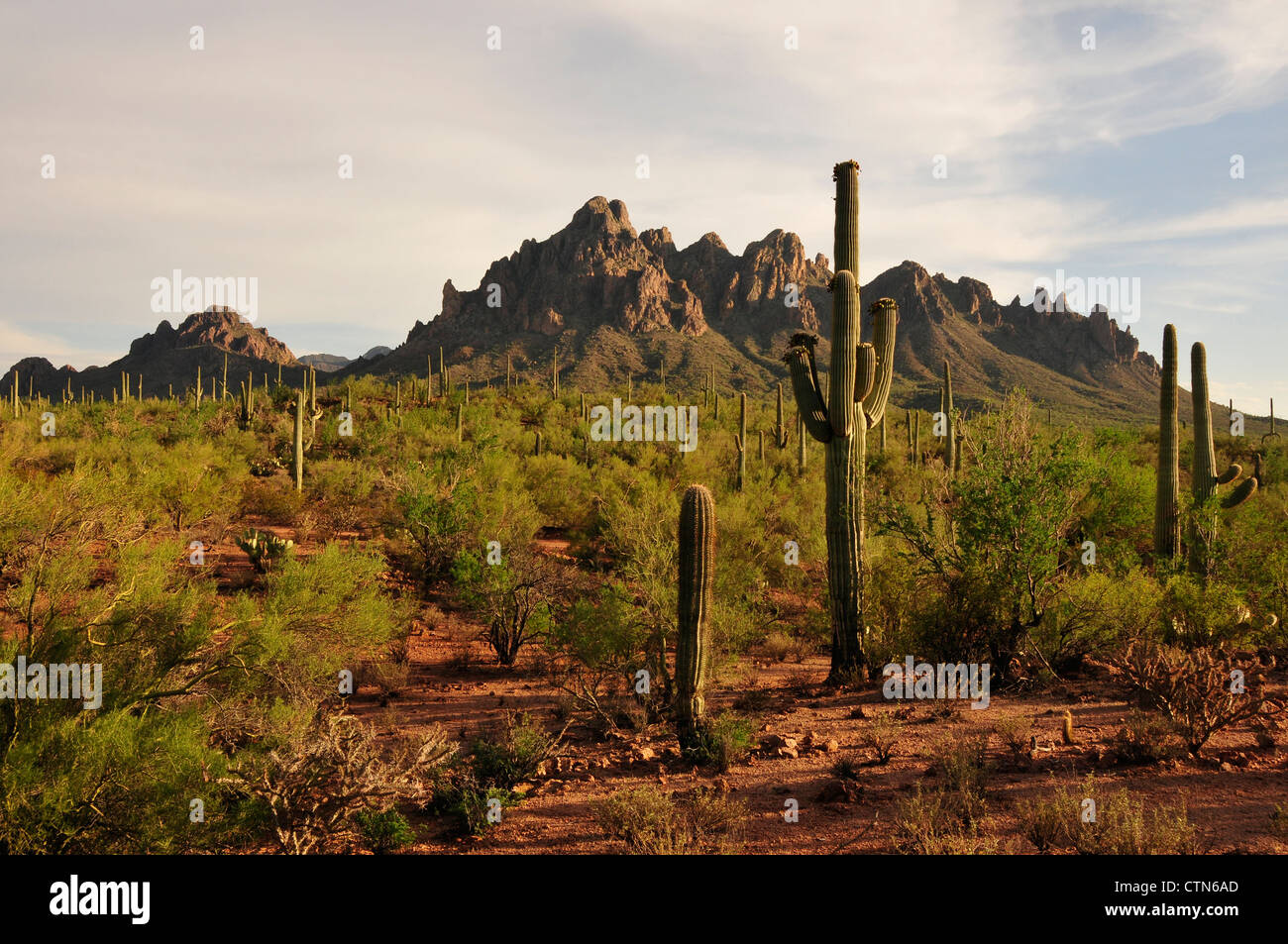 Unregelmäßige oben in den Silver Bell Bergen in Ironwood Forest National Monument in der Sonora-Wüste in der Nähe von Eloy, Arizona, USA. Stockfoto