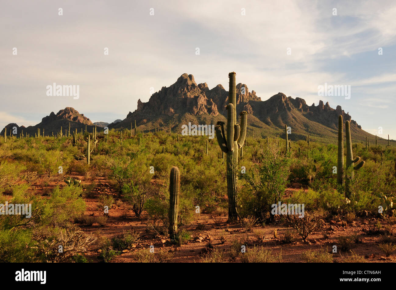 Unregelmäßige oben in den Silver Bell Bergen in Ironwood Forest National Monument in der Sonora-Wüste in der Nähe von Eloy, Arizona, USA. Stockfoto