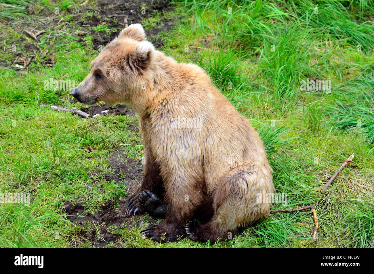 Ein junger Braunbär im grünen Rasen sitzen. Katmai Nationalpark und Reservat. Alaska, USA. Stockfoto