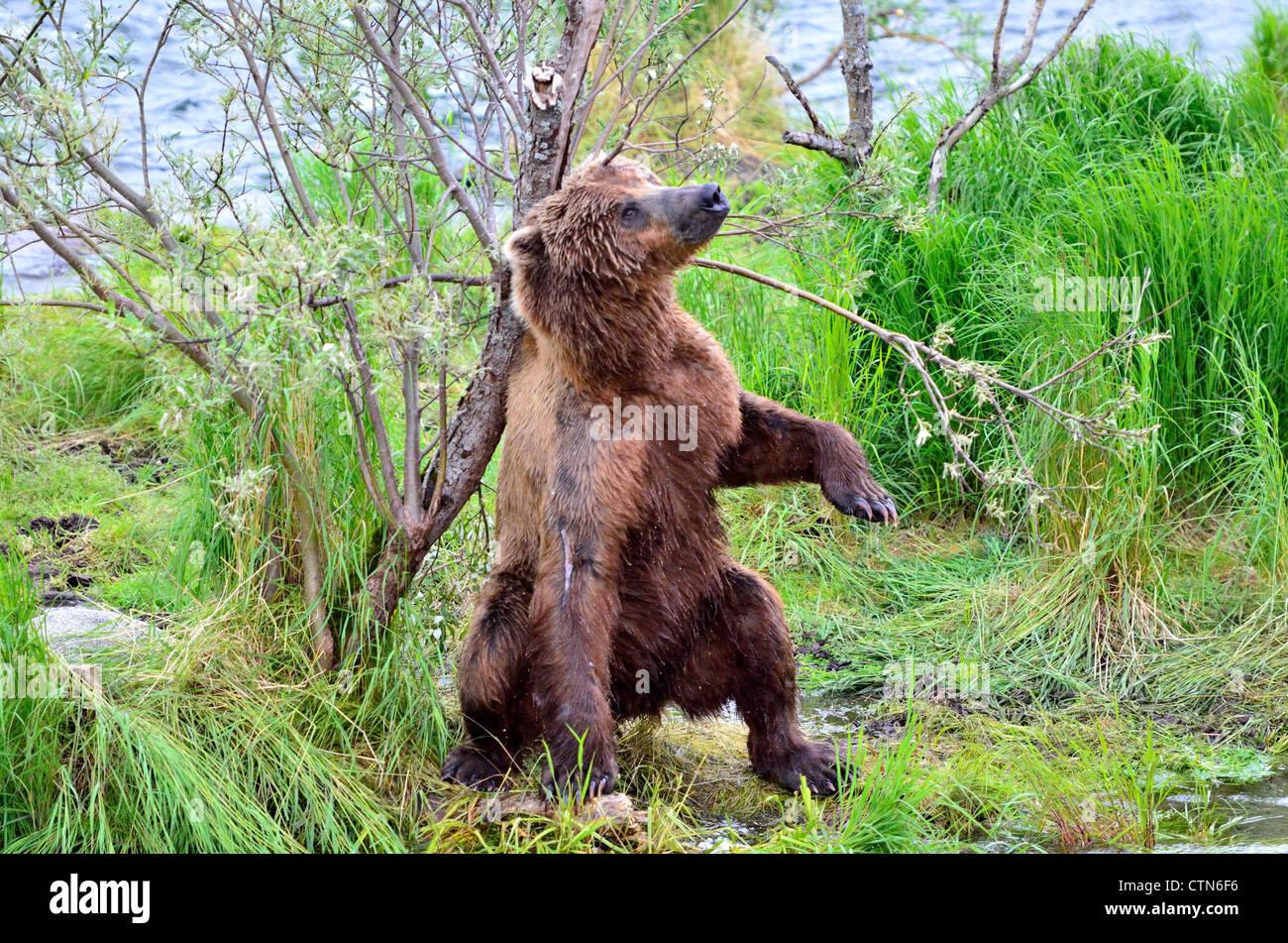 Ein Braunbär seinen Duft an einem kleinen Baum markieren. Katmai Nationalpark und Reservat. Alaska, USA. Stockfoto