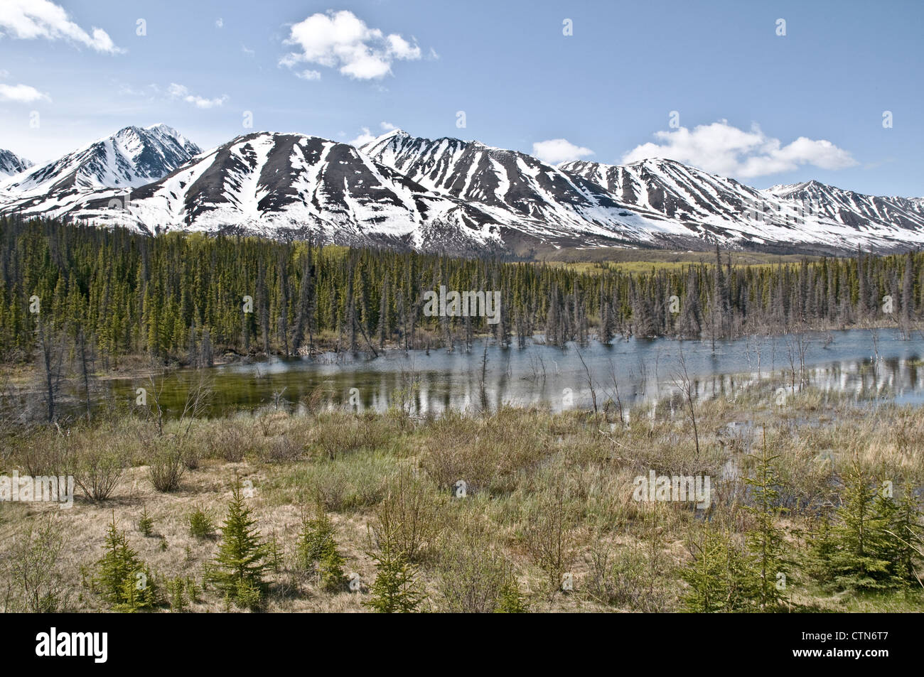 Ein großer Teich unten und Nadelwald in den St. Elias Mountains, Kluane National Park, Yukon Territory, Kanada. Stockfoto