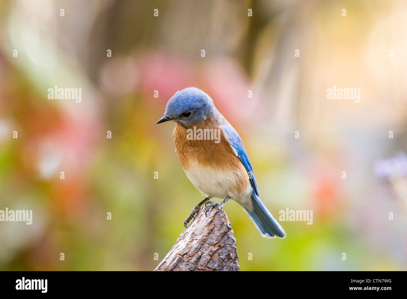 Eastern Bluebird, Sialia sialis, im November in McLeansville, North Carolina. Stockfoto