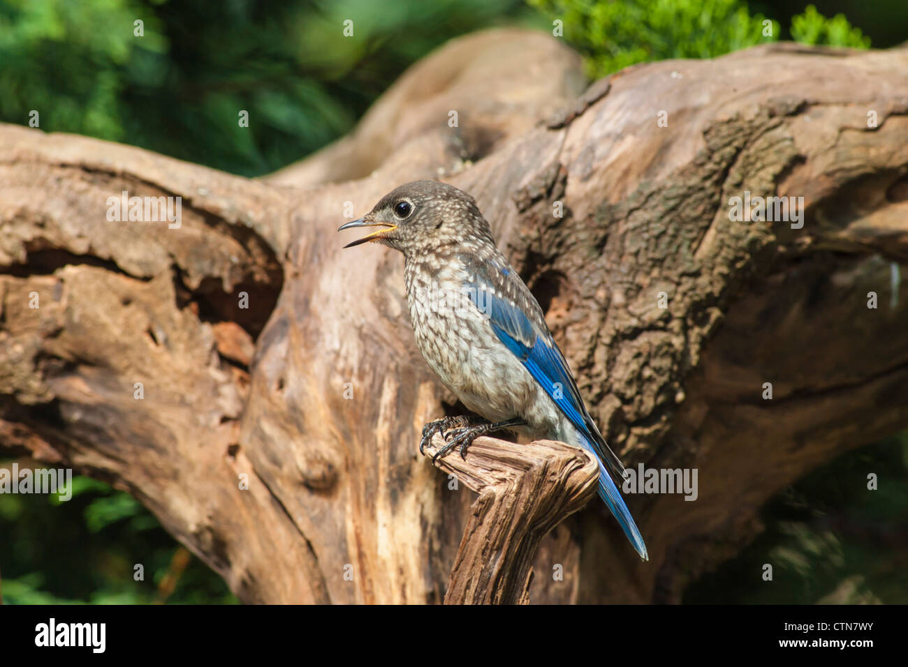 Juvenile Eastern Bluebird, Sialia sialis, eine mittelgroße Drossel, im Sommer in McLeansville, North Carolina. Stockfoto