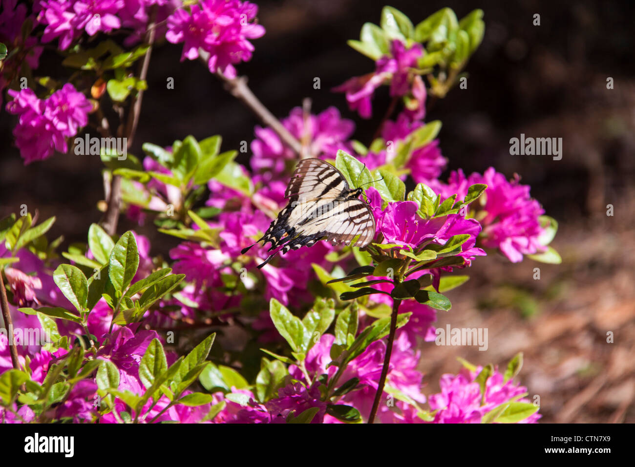 Eastern Tiger Swallowtail Butterfly, Papilio glaucus, auf 'Gable Hybrid' Azaleen, Rhododendron x 'Mildred Mae' in Callaway Gardens in Georgia. Stockfoto