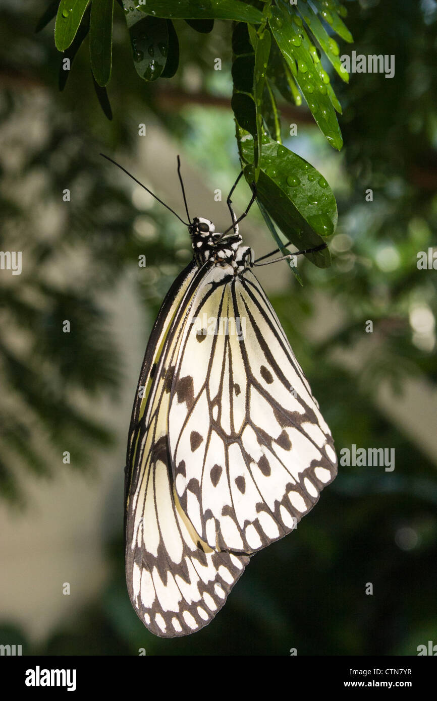 Paper Kite oder der Reis Paper Butterfly, Idea leuconoe, im Cecil B Day Butterfly Conservatory in Callaway Gardens, Pine Mountain, Georgia. Stockfoto