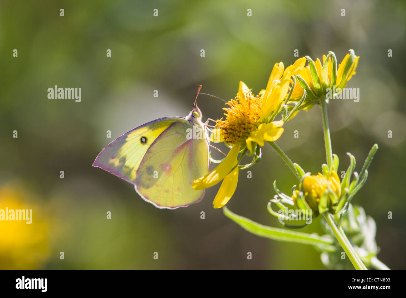 Southern Dogface Butterfly, Zerene cesonia, eine Art von 'Sulphur Schmetterlingen', auf der gelben Coreopsis Wildblume in Fort Davis, Texas. Stockfoto