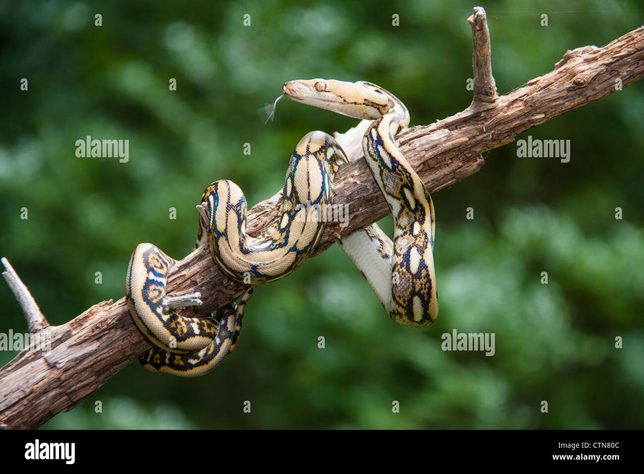 Tiger Reticulated Python Snake, Python reticulatus oder Malayopython reticulatus, in North Carolina. Stockfoto
