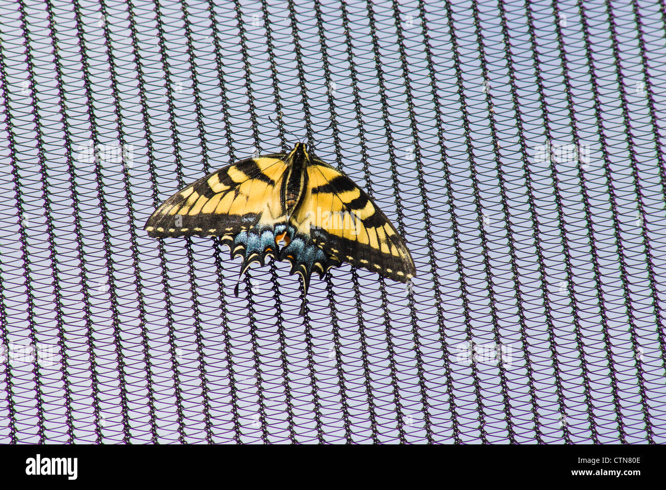 Tiger Swallowtail Butterfly, Papilio glaucus, auf Wildseed Farms in