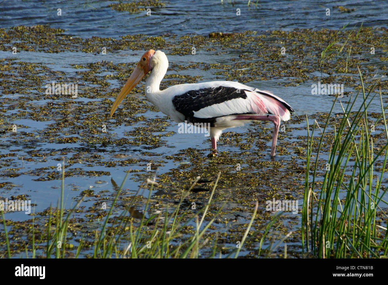 Bemalte Storch Fütterung im Teich, Bundala Nationalpark, Sri Lanka Stockfoto