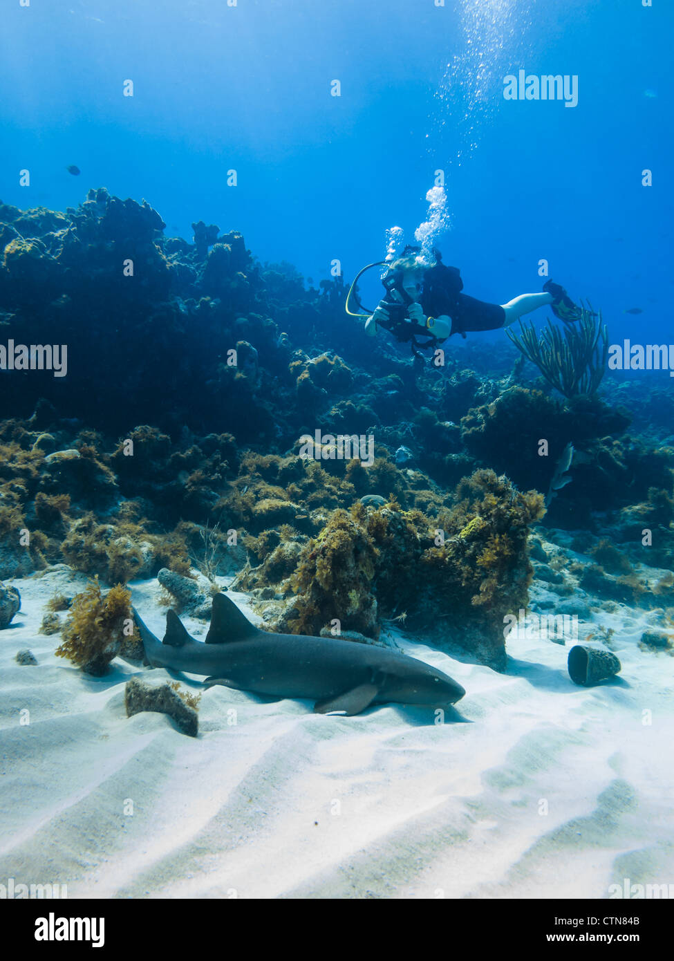 Ein Taucher fotografiert am 6. April 2012 auf Little Corn Island, Nicaragua, einen stillstehenden Ammenhai ginglymostoma cirratum. Stockfoto