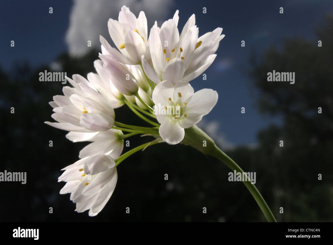 Bild: Steve Race - die Blume von Neapel oder neapolitanischen Knoblauch (Allium Neapolitanum), Spanien. Stockfoto