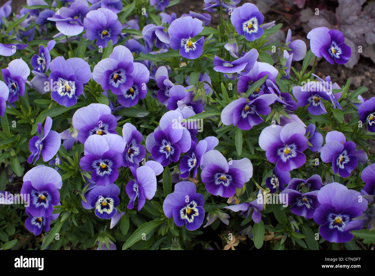 Violette Stiefmütterchen Stiefmütterchen Viola tricolor Stockfoto
