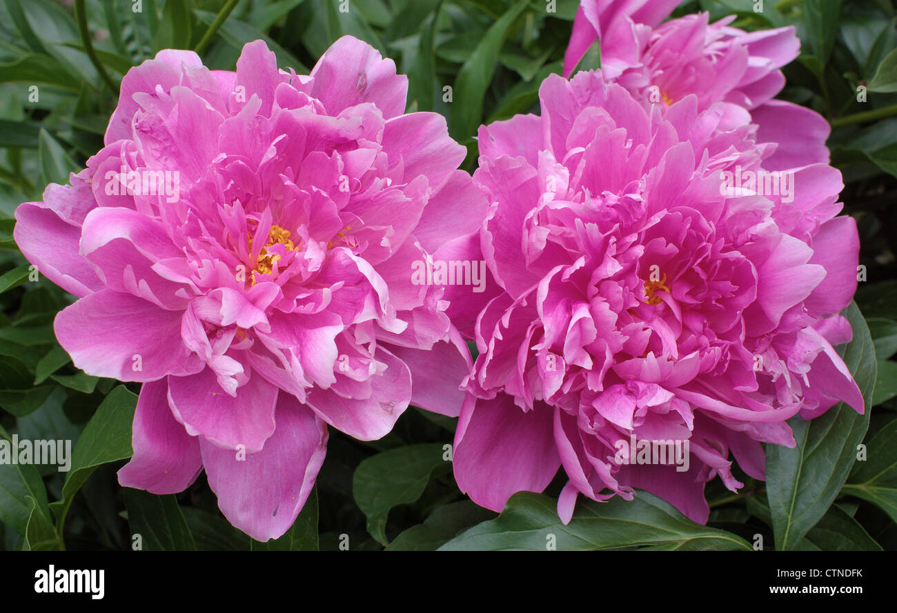 Zwei rosa Pfingstrosen Nahaufnahme Peonia Stockfoto