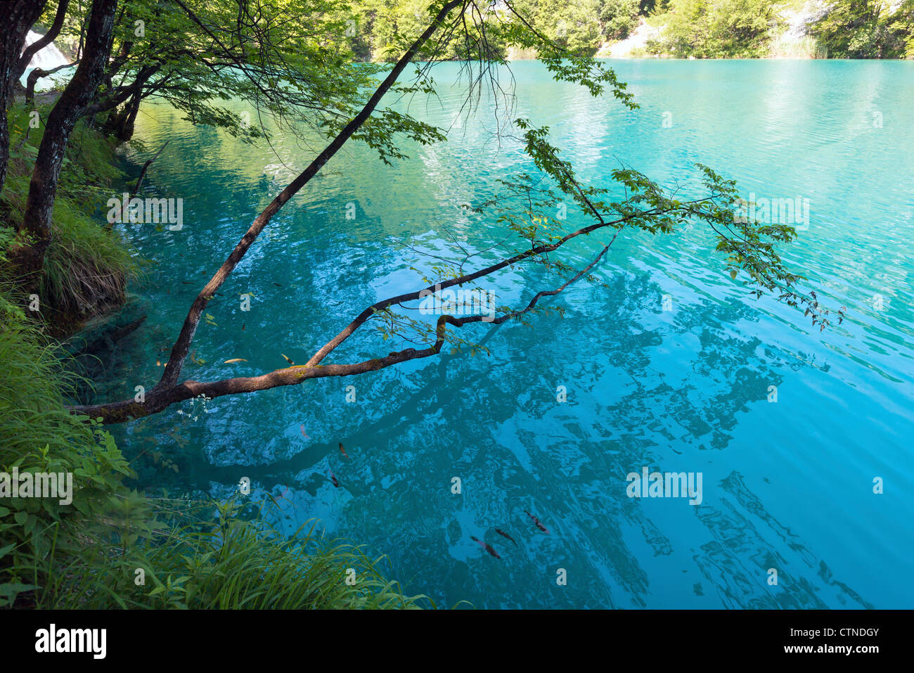 Sommer azurblauen klaren transparenten Seeblick und Reflexion des Baumes in Wasseroberfläche (Nationalpark Plitvicer Seen, Kroatien). Stockfoto