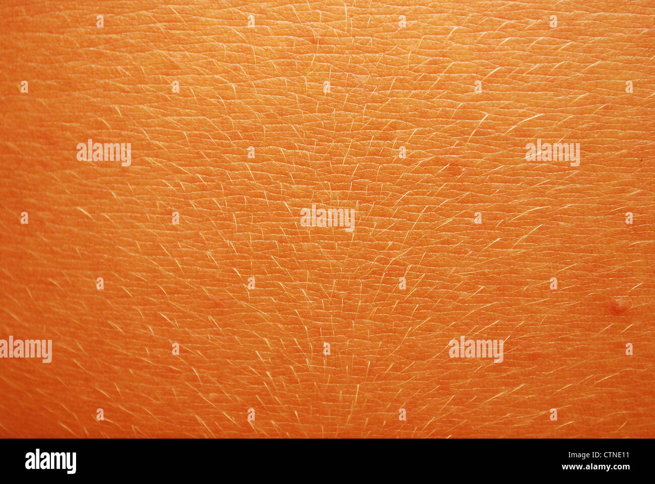 Die menschliche Haut Textur Stockfoto