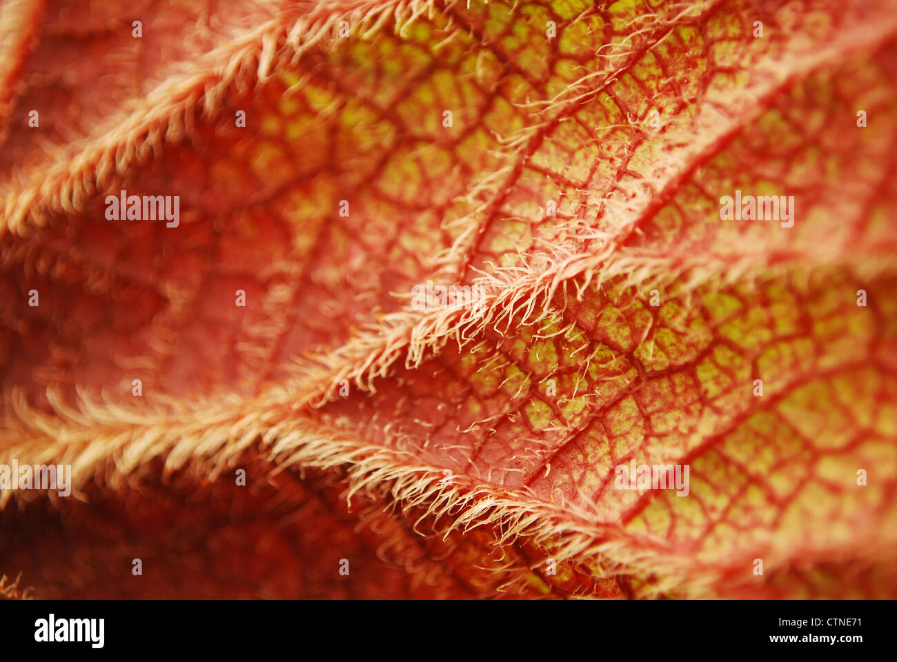 Bild mit roten Blatt Closeup als Hintergrundbild Stockfoto