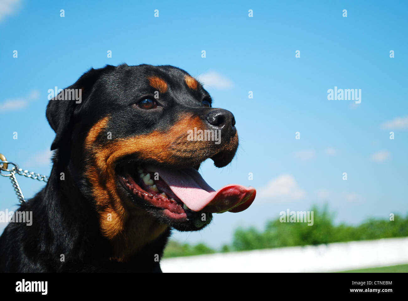 Porträt einer schönen reinrassigen Rottweiler mit blauem Himmel hinter Stockfoto
