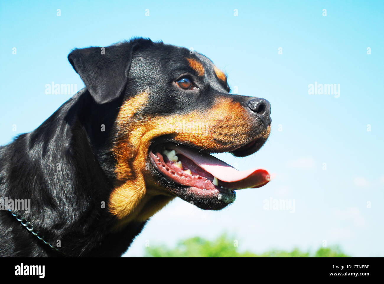 Porträt einer schönen reinrassigen Rottweiler mit blauem Himmel hinter Stockfoto
