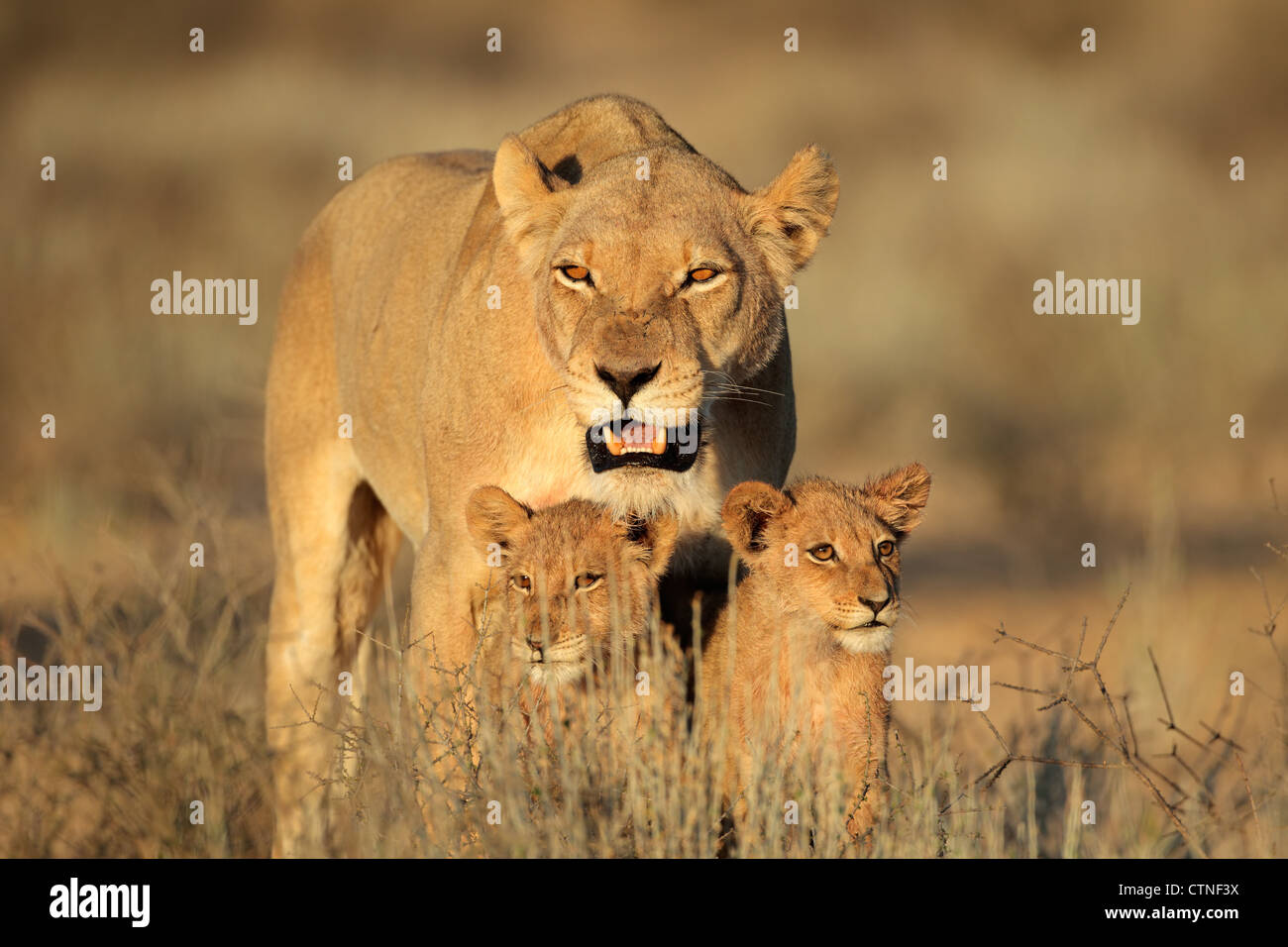 Löwin mit jungen Löwenbabys (Panthera Leo) im frühen Morgenlicht, Kalahari-Wüste, Südafrika Stockfoto