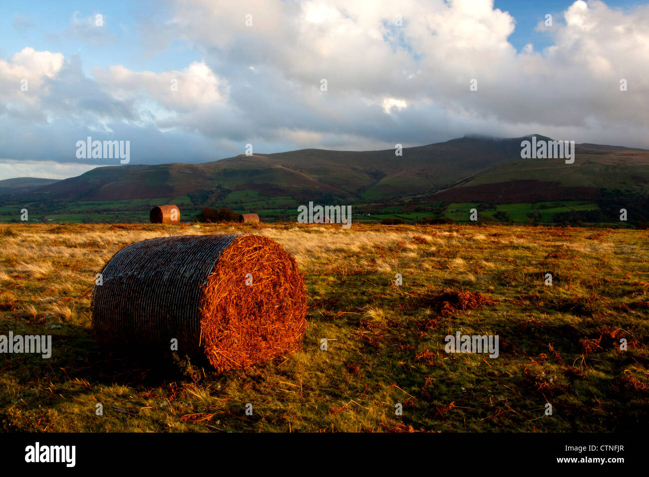 Pen y Fan im Herbst von Mynydd Illtyd mit Bracken Ballen auf offenen Brecon Beacons National Park in der Nähe von Brecon Powys Wales UK Stockfoto