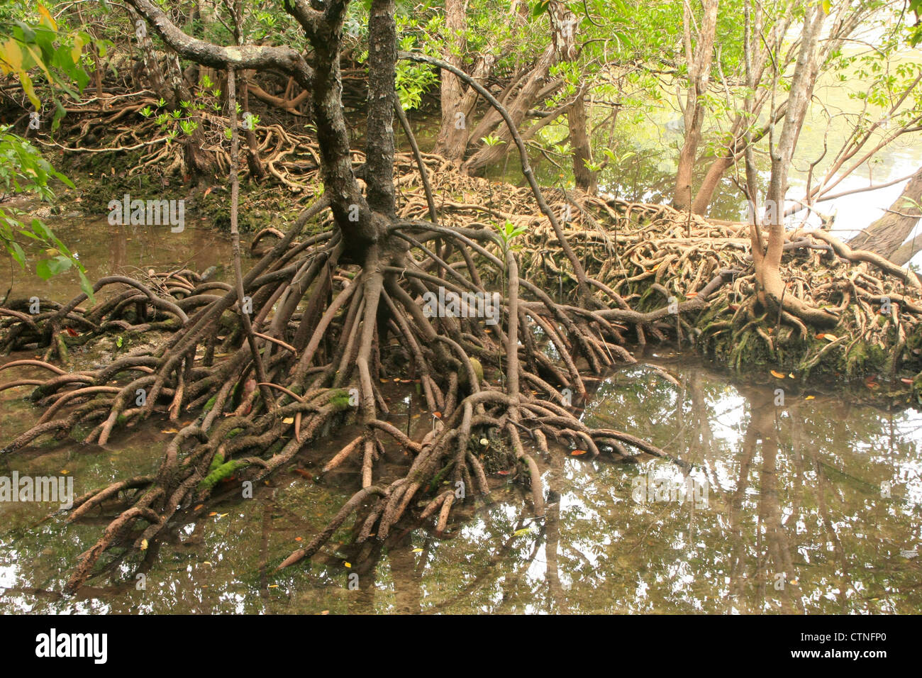Mangroven-Baum (Rhizophora SP.) mit freiliegenden Wurzeln, Südost-Asien Stockfoto