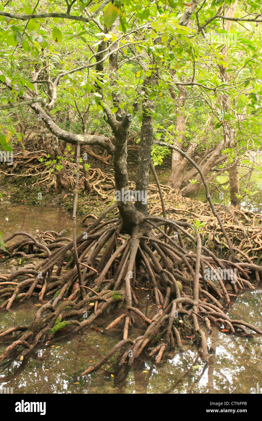 Mangroven-Baum (Rhizophora SP.) mit freiliegenden Wurzeln, Südost-Asien Stockfoto