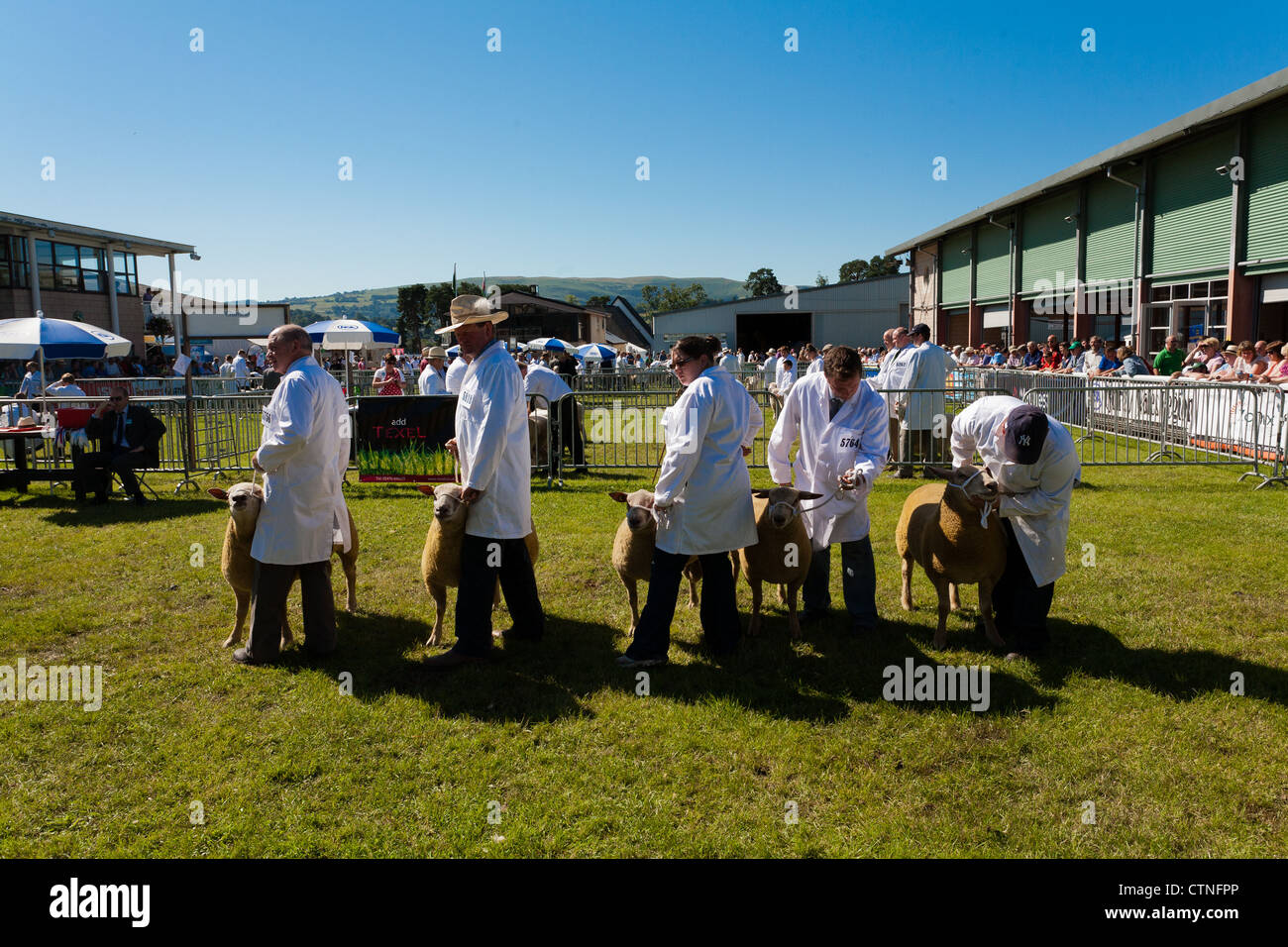 Schafe in Royal welsh Show Wales 2012 Stockfoto