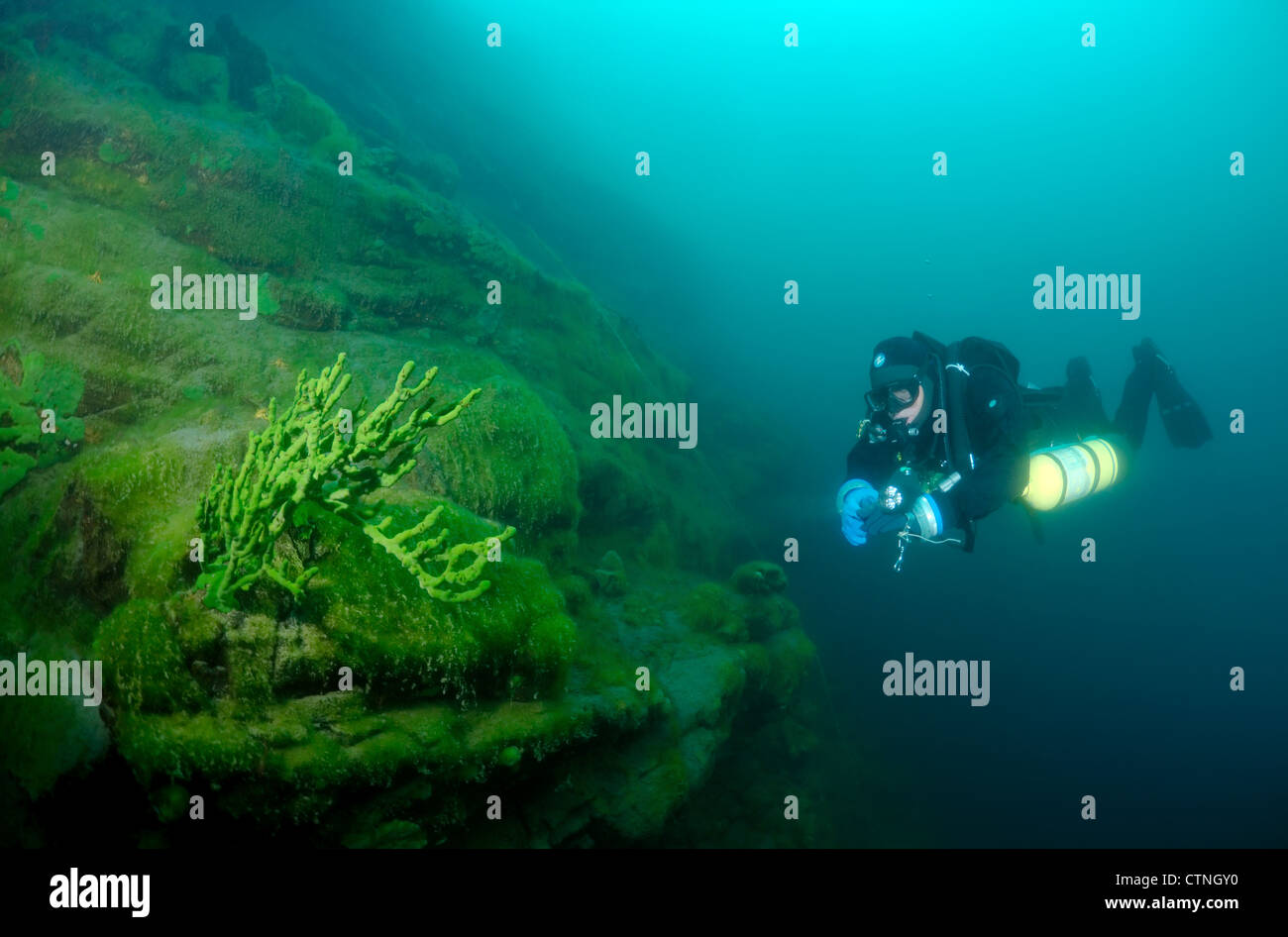 See Baikal Schwamm (Lubomirskia Baicalensis) Stockfoto