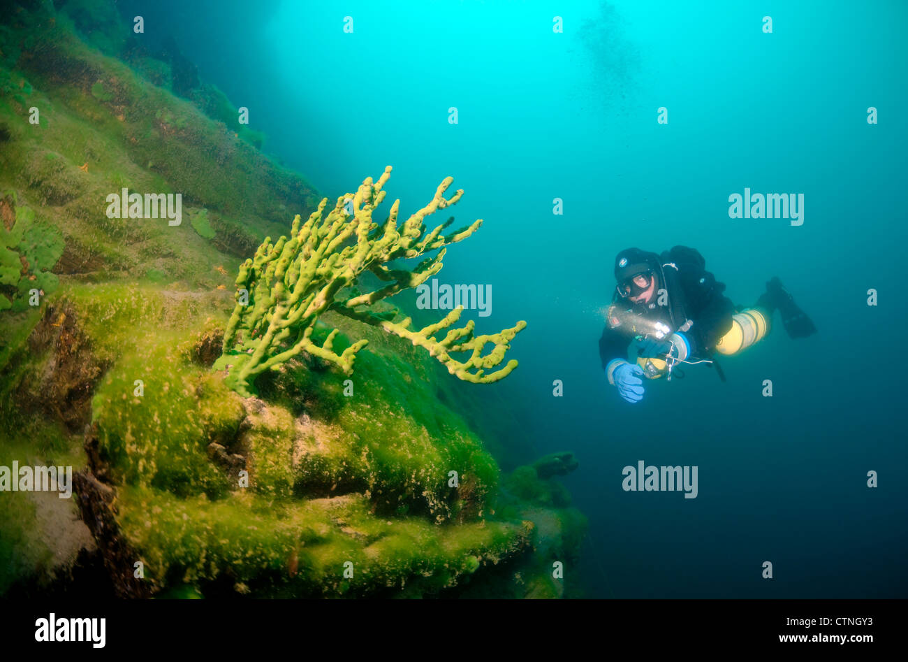 See Baikal Schwamm (Lubomirskia Baicalensis) Stockfoto