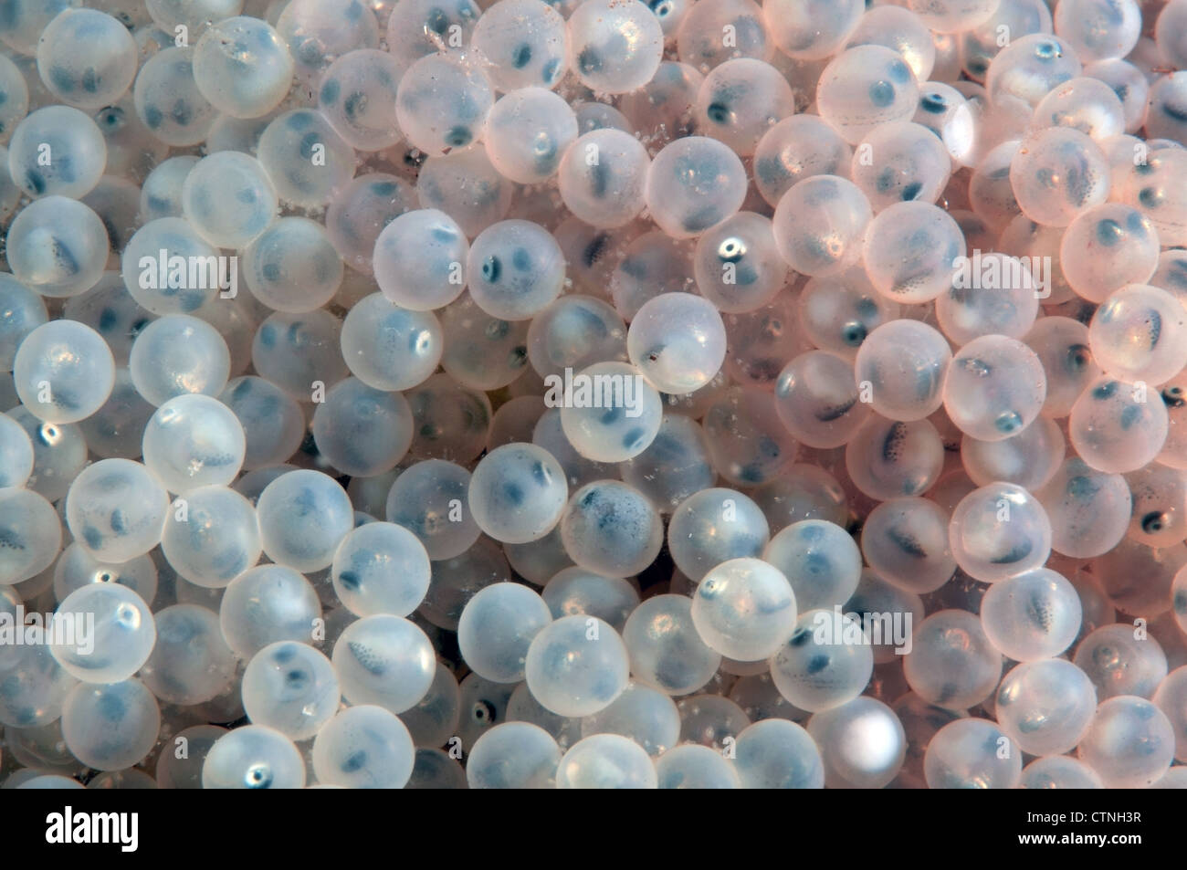 Weißer Kaviar Hintergrund. Befruchtet Kaviar von Süßwasser grundel Fisch, Baikalsee, Sibirien, Russische Föderation, Eurasien Stockfoto